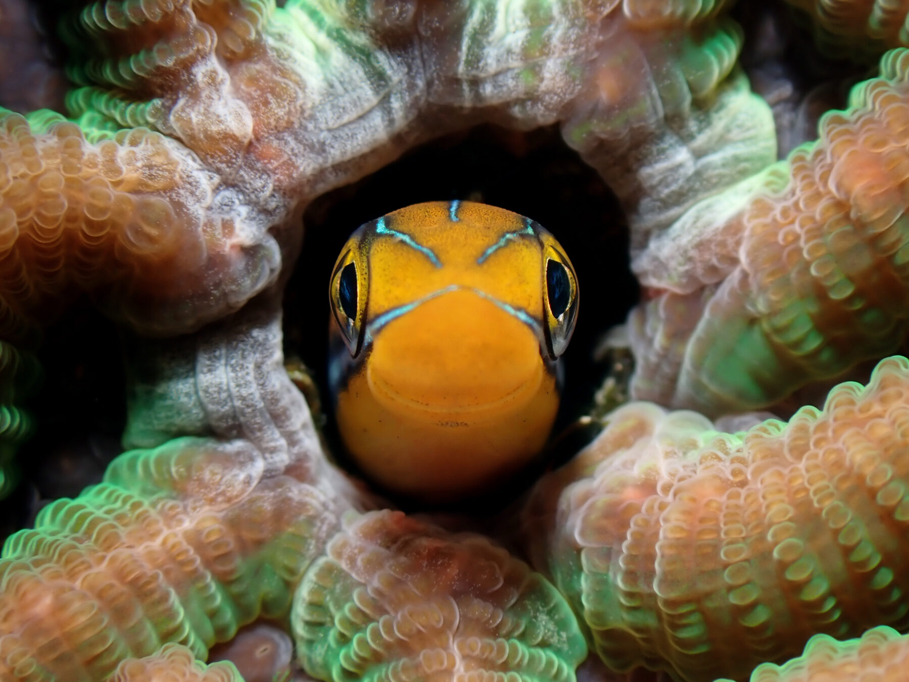 2nd place: Bluestriped Fangblenny by Jayson Cedrick Apostol