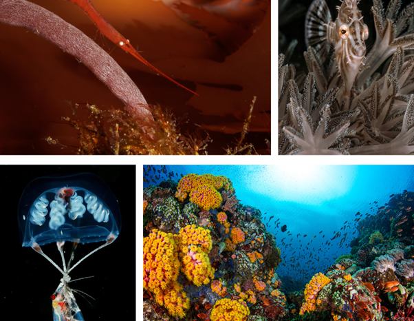 The country’s colorful marine life takes the spotlight in DOT’s Anilao Underwater Shootout