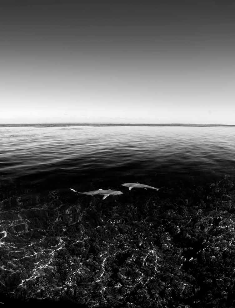 FRENCH POLYNESIA - feature image