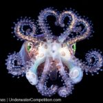 ADEX 2025 Voice of the Ocean Photo/Video/Art Competition Winners Announced