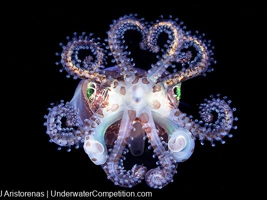 ADEX 2025 Voice of the Ocean Photo/Video/Art Competition Winners Announced