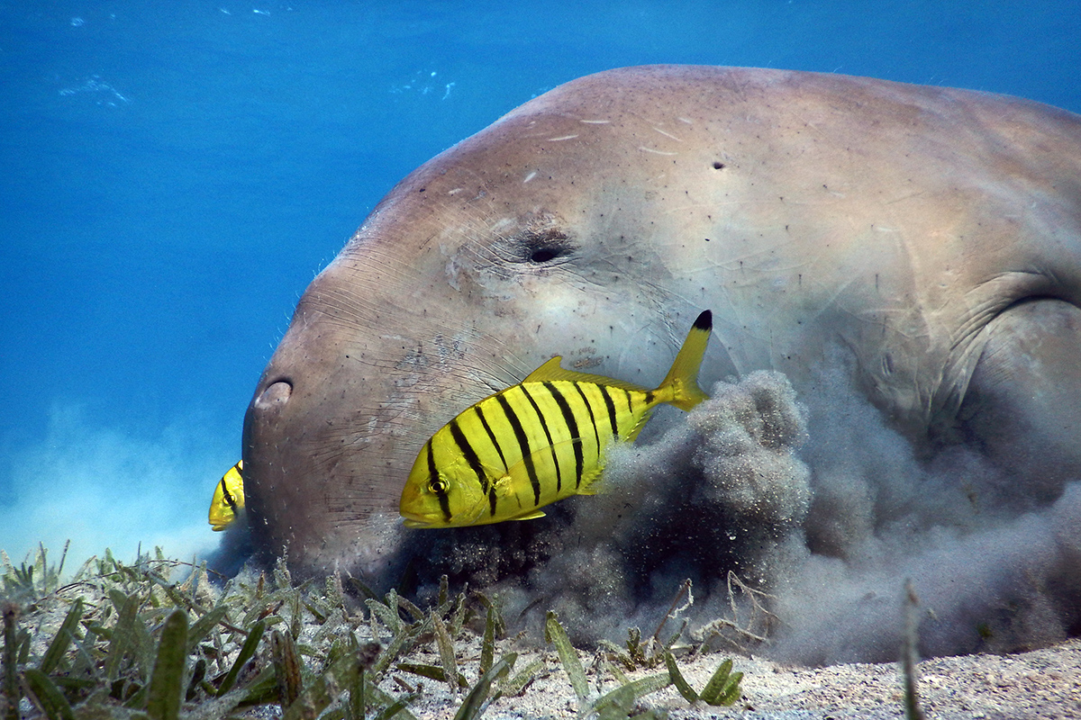 Dugong by Anett Szaszi/Ocean Image Bank