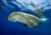 ADEX 2027 Dugong Photo of the Year Now Accepting Entries Dugong by Fabrice Dudenhofer/Ocean Image Bank