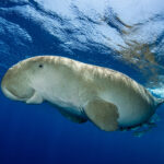 ADEX 2027 Dugong Photo of the Year Now Accepting Entries Dugong by Fabrice Dudenhofer/Ocean Image Bank