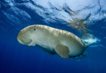 ADEX 2027 Dugong Photo of the Year Now Accepting Entries Dugong by Fabrice Dudenhofer/Ocean Image Bank