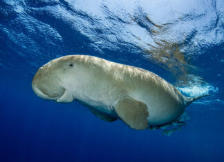 ADEX 2027 Dugong Photo of the Year Now Accepting Entries Dugong by Fabrice Dudenhofer/Ocean Image Bank