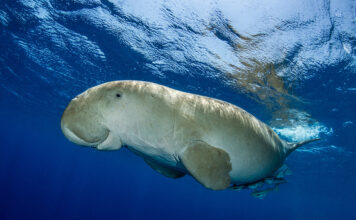 ADEX 2027 Dugong Photo of the Year Now Accepting Entries Dugong by Fabrice Dudenhofer/Ocean Image Bank