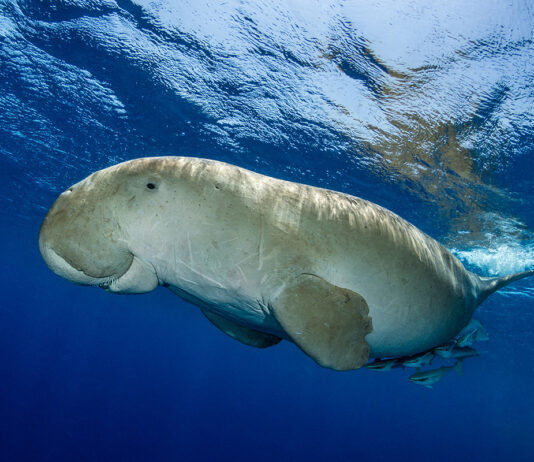 ADEX 2027 Dugong Photo of the Year Now Accepting Entries Dugong by Fabrice Dudenhofer/Ocean Image Bank