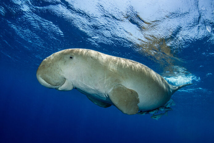 Dugong by Fabrice Dudenhofer/Ocean Image Bank