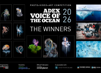 Winners of the ADEX Voice of the Ocean Photo+Video+Art Competition 2026