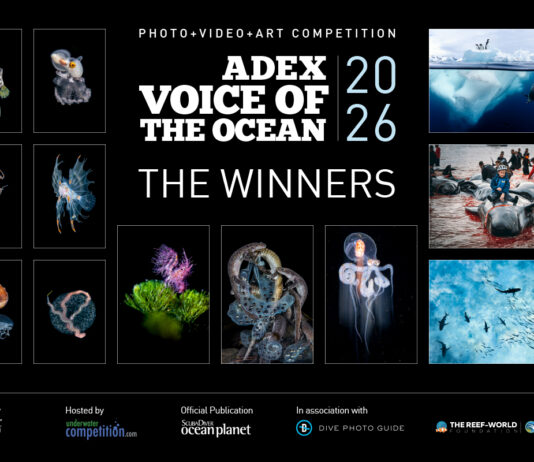 Winners of the ADEX Voice of the Ocean Photo+Video+Art Competition 2026