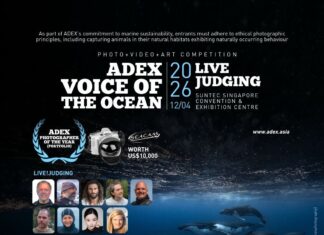 Winners of the ADEX Voice of the Ocean Photo+Video+Art Competition 2026