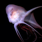 Scientists Discover 31 New Deep-Sea Species in Latest Schmidt Ocean Institute Expedition