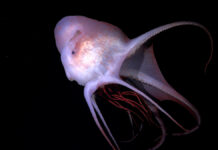 Scientists Discover 31 New Deep-Sea Species in Latest Schmidt Ocean Institute Expedition