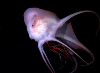 Scientists Discover 31 New Deep-Sea Species in Latest Schmidt Ocean Institute Expedition