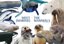 Meet The (Marine) Mammals