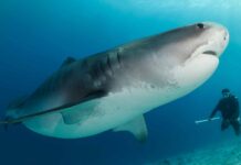 Fuvahmulah: The Ultimate Predator Playground