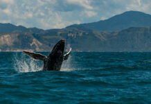 When Whales Become People: New Zealand’s Bold Push to Grant Rights to Whales