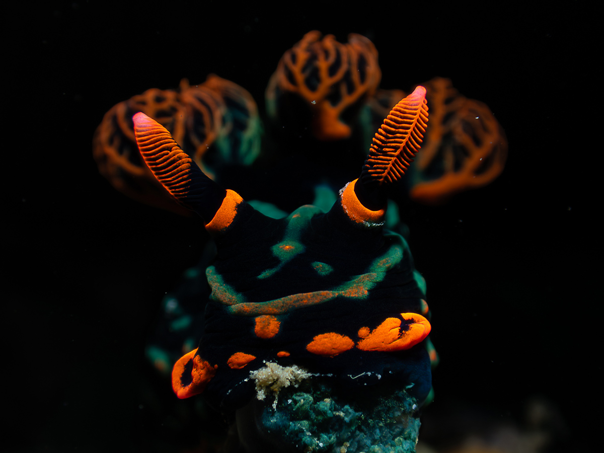 Compact Class, Nudibranch, 1st place, Julienne Evangelista