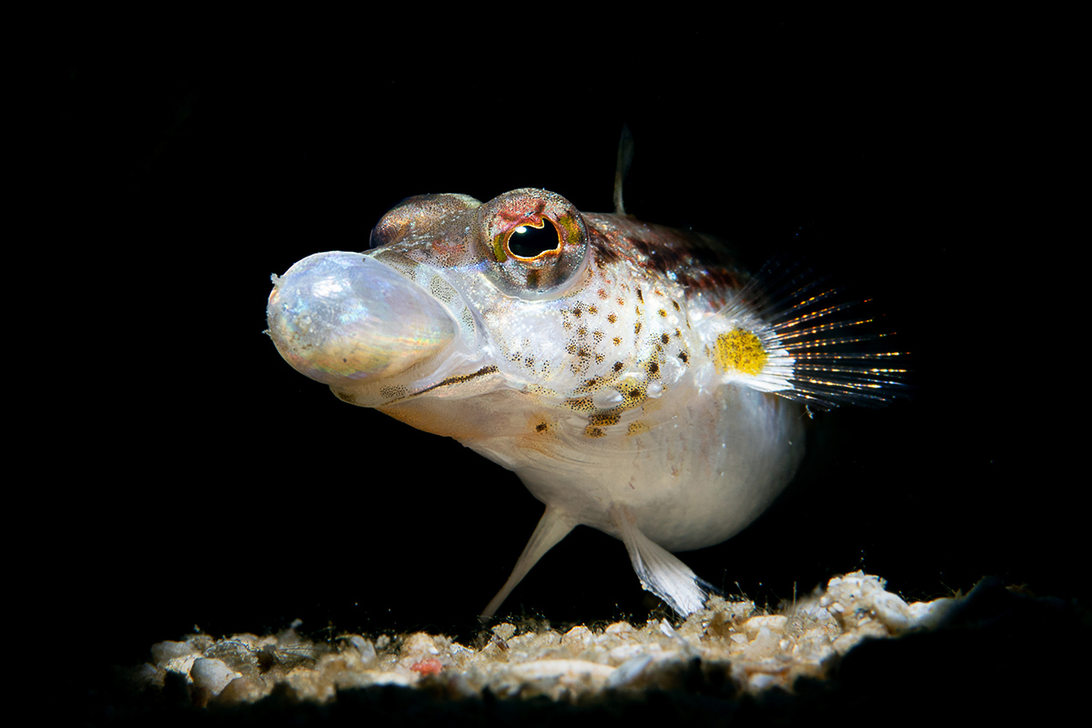 Open Class, Marine Behaviour, 1st place, PJ Aristorenas