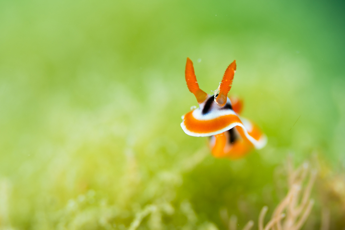 Open Class, Nudibranch, 1st place, Alex Elmbaek