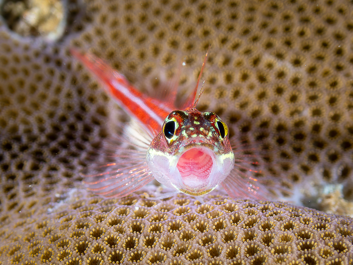 Compact Class, Macro, 2nd place, Van Daniel Magsino