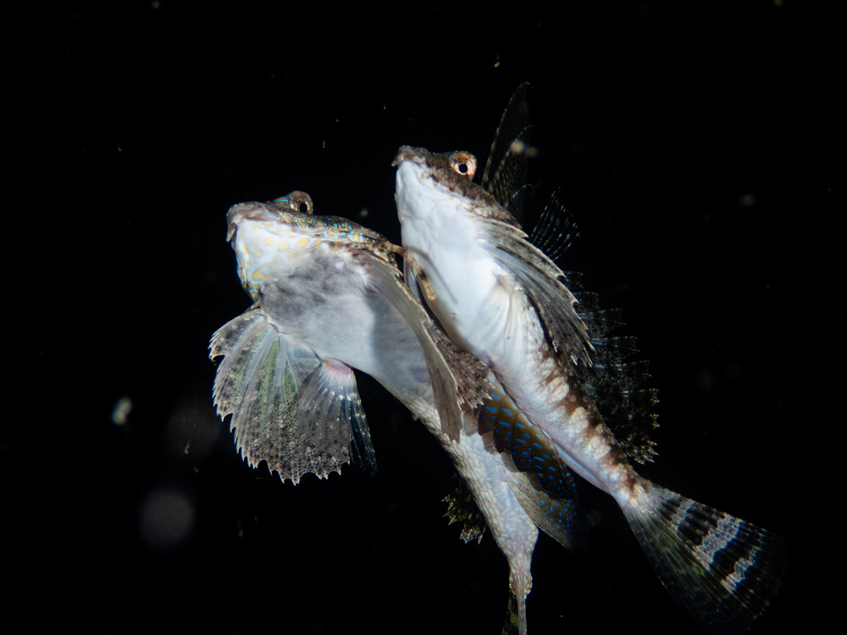 Compact Class, Marine Behaviour, 2nd place, Jeston Dayday