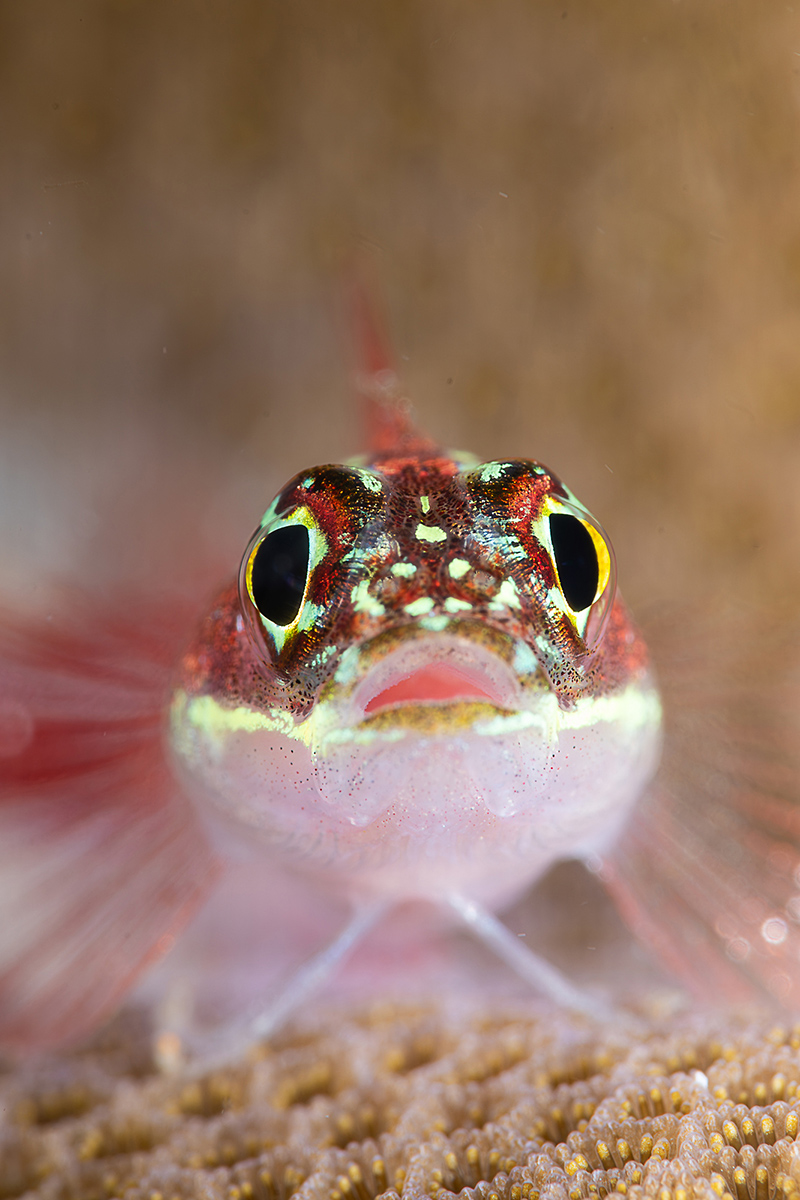 Open Class, Macro, 2nd place, PJ Aristorenas