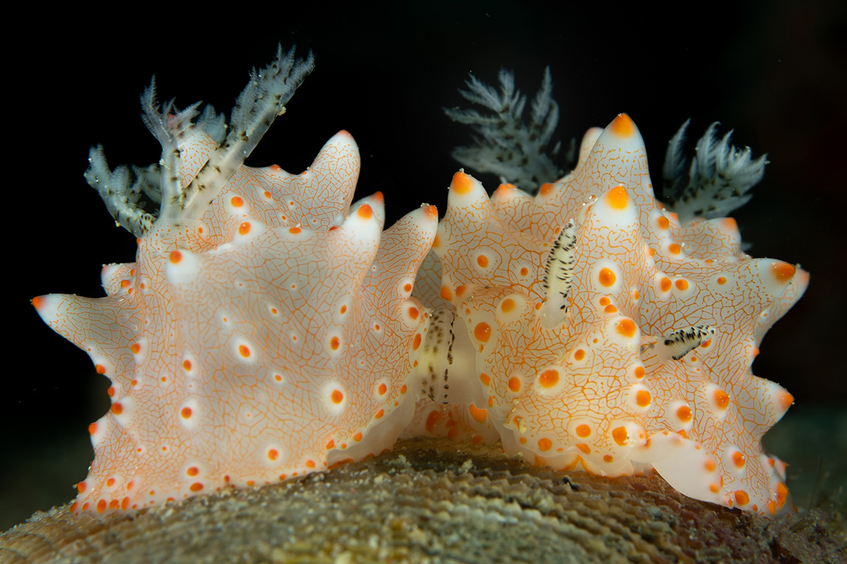Open Class, Marine Behaviour, 2nd place, Lo Kai Chong