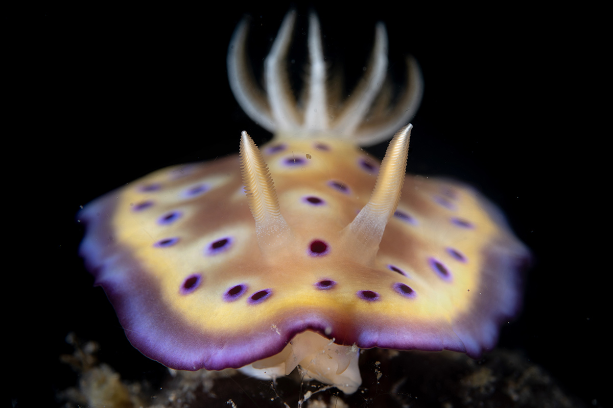 Open Class, Nudibranch, 2nd place, Lo Kai Chong