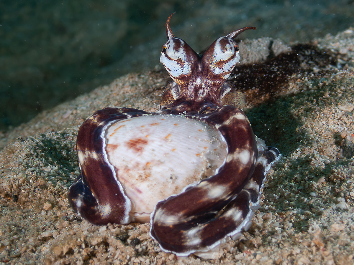 Compact Class, Marine Behaviour, 3rd place, Van Daniel Magsino