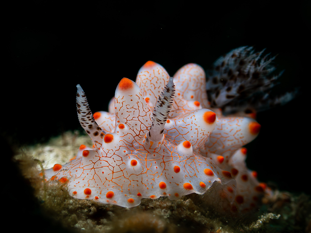 Compact Class, Nudibranch, 3rd place, Van Daniel Magsino