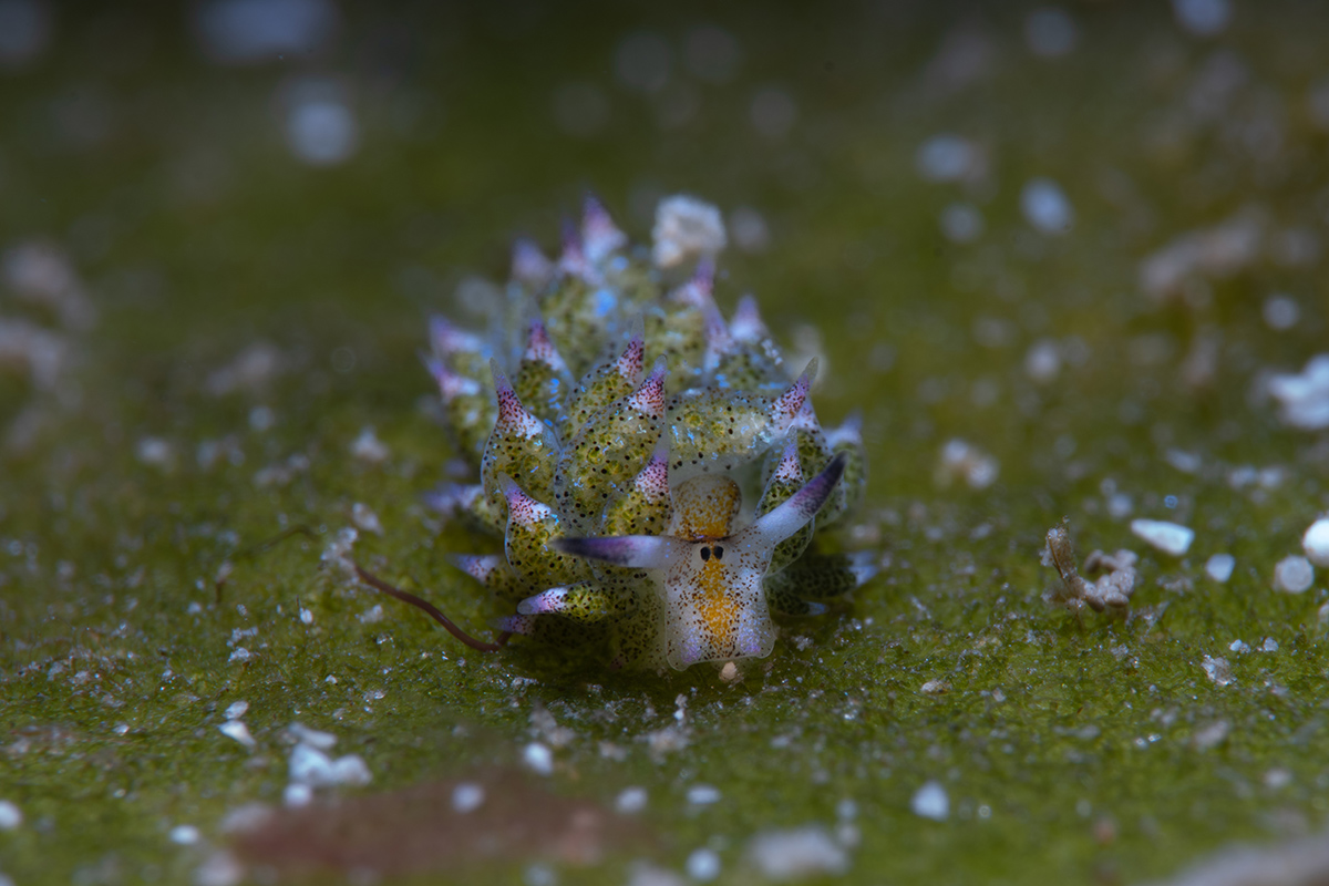 Open Class, Macro, 3rd place, Faisal Farooq Moosajee