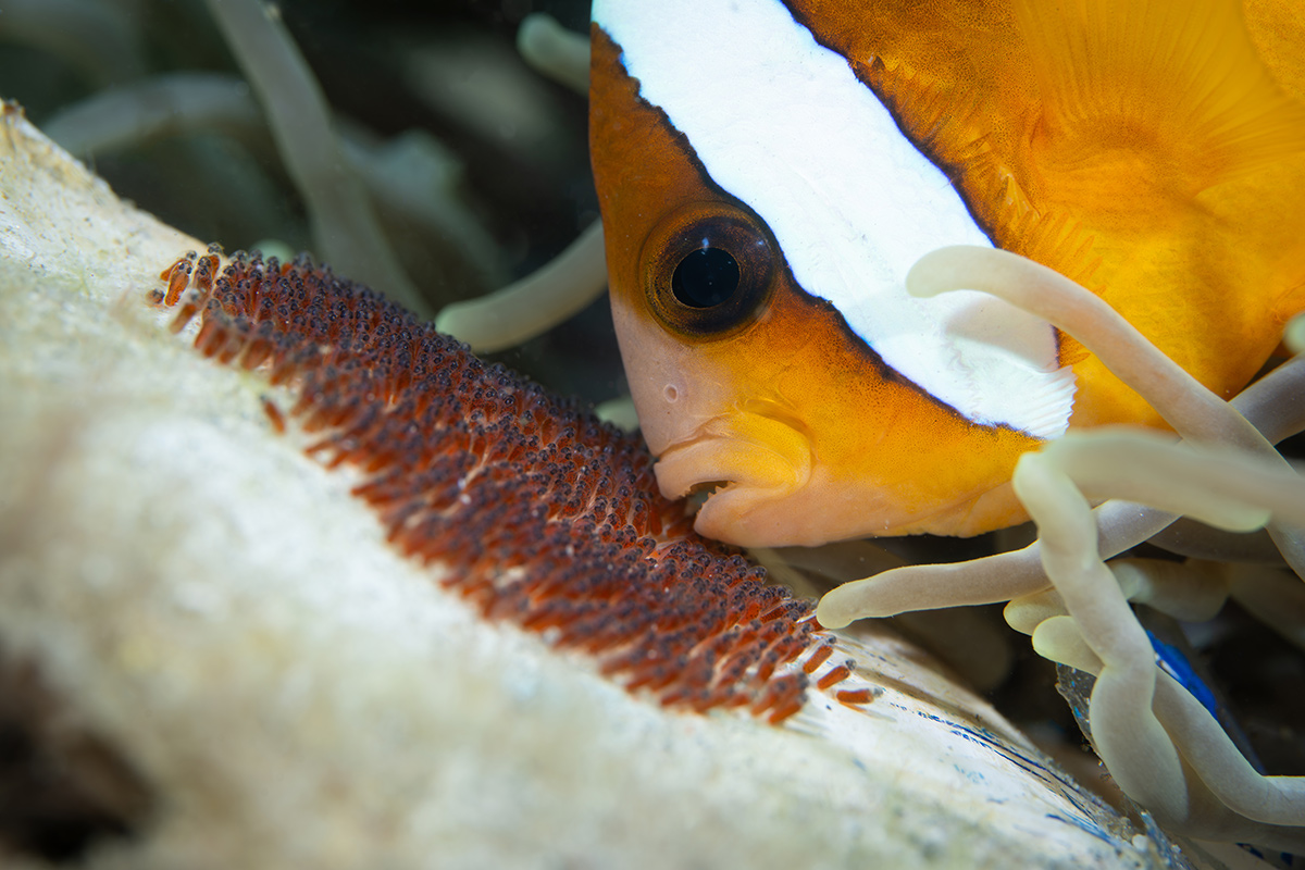 Open Class, Marine Behaviour, 3rd place, Justin Carmack