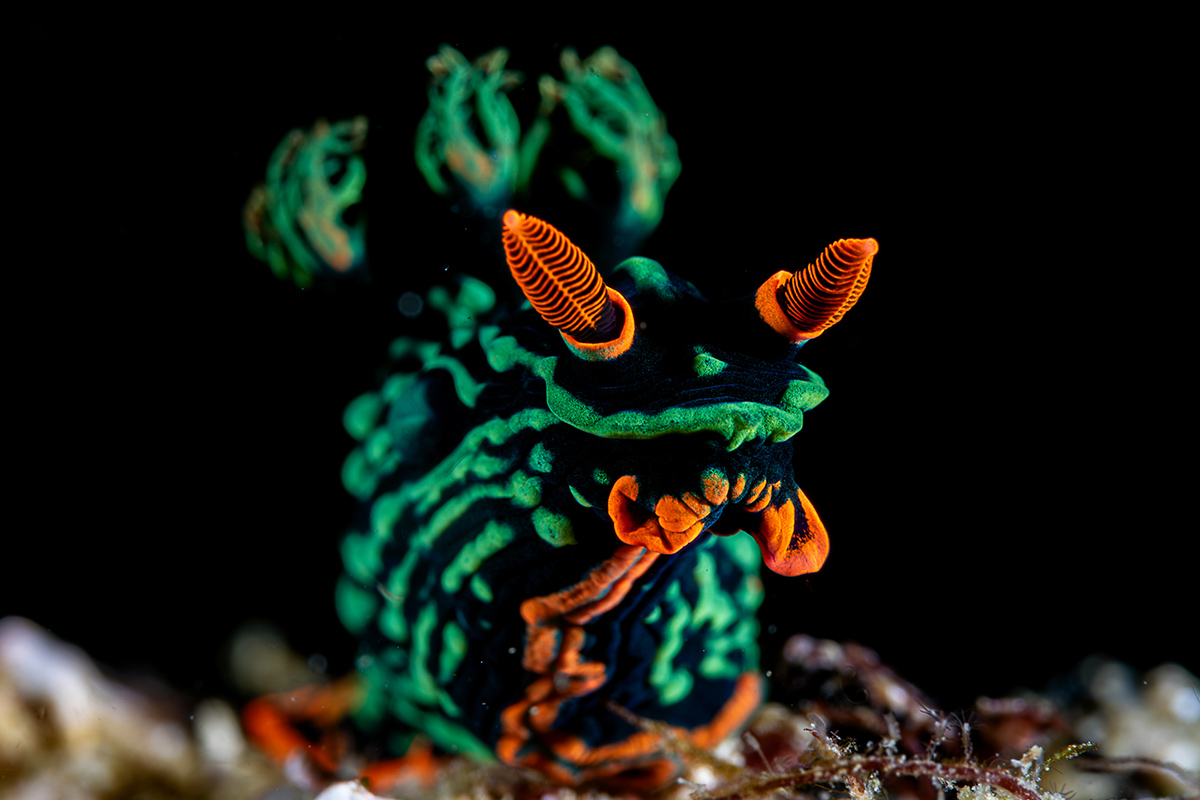 Open Class, Nudibranch, 3rd place, PJ Aristorenas