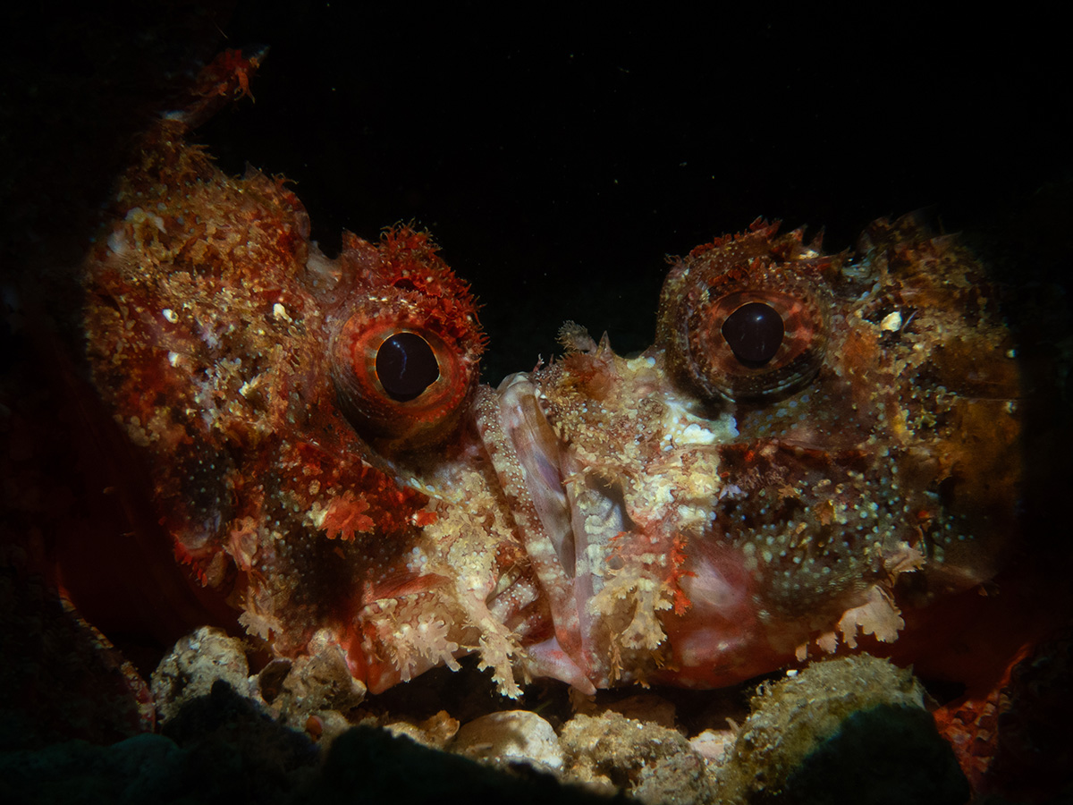 Best of Show, Compact Class, Marine Behaviour, 1st place, James Magsino