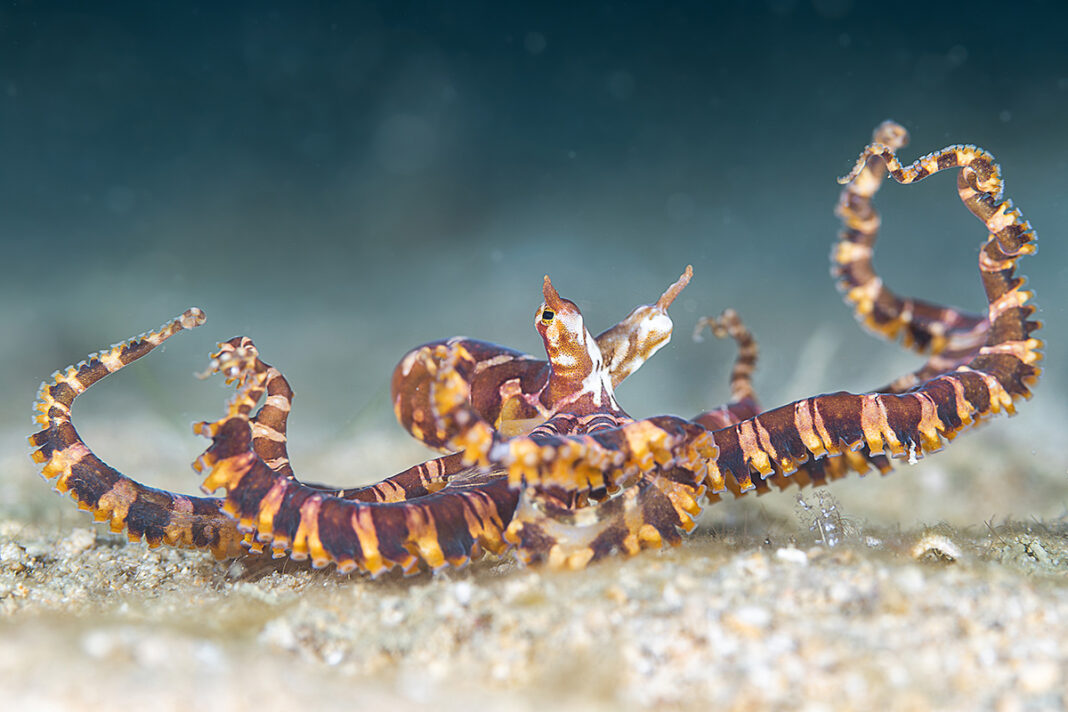 Special Category, Cephalopod, PJ Aristorenas