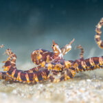 Special Category, Cephalopod, PJ Aristorenas