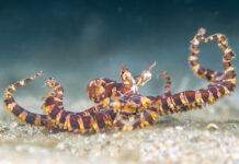 Winners of the Puerto Galera Underwater Shootout 2026 Special Category, Cephalopod, PJ Aristorenas