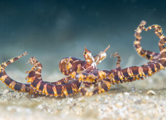 Special Category, Cephalopod, PJ Aristorenas