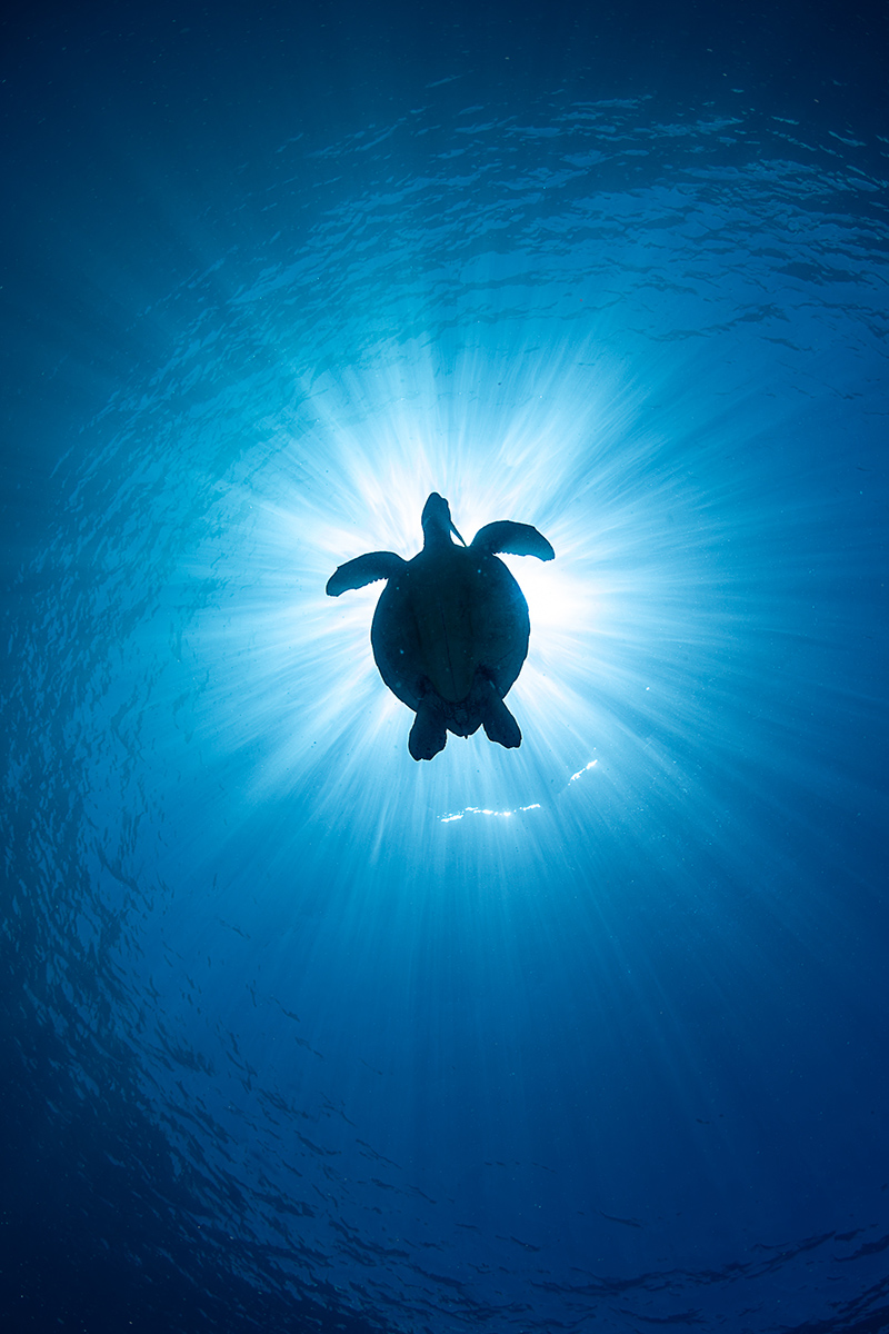 Special Category, Turtle, PJ Aristorenas
