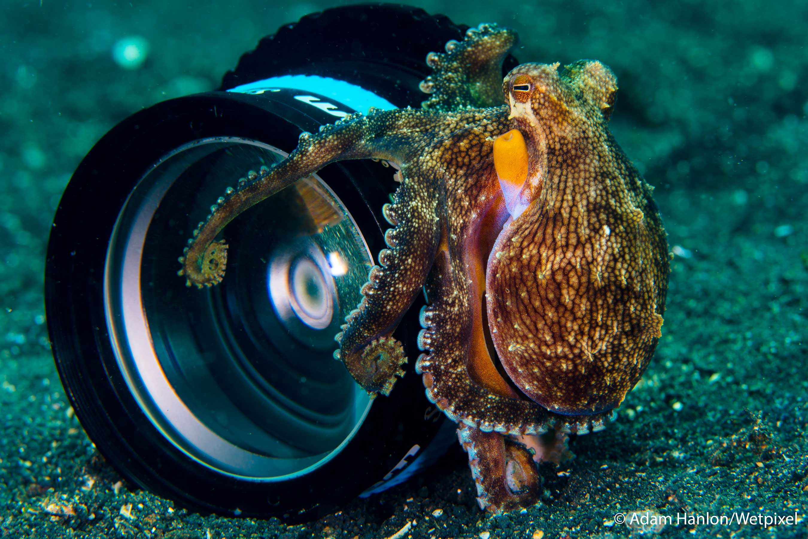The SHOOTOUT Round Two Underwater360