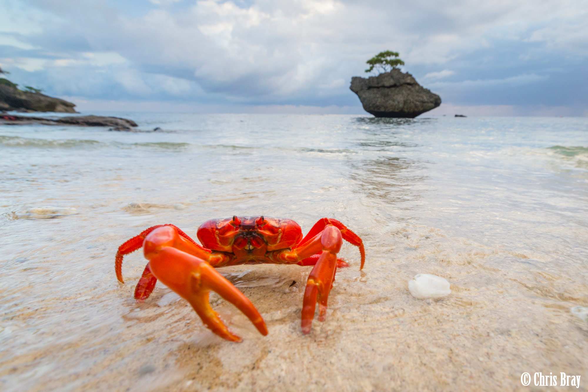 Coconut Crabs, Christmas Island скачать