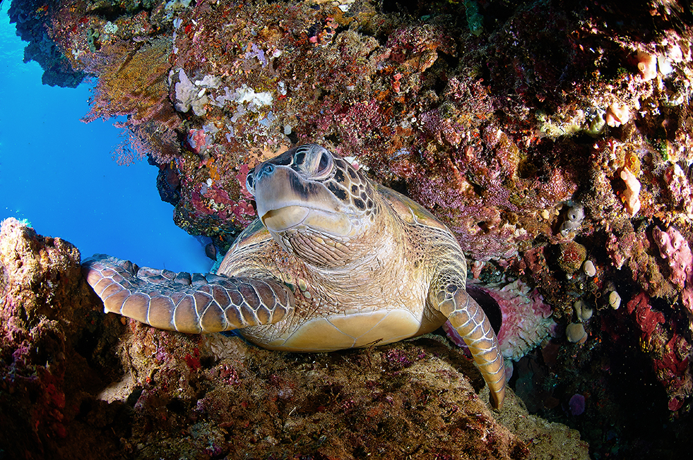 thing ive seen, it would be the scene of a naked diver finning